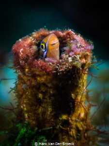 tupefish by Marc Van Den Broeck 